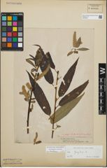 Foto von Salix fragilis L.